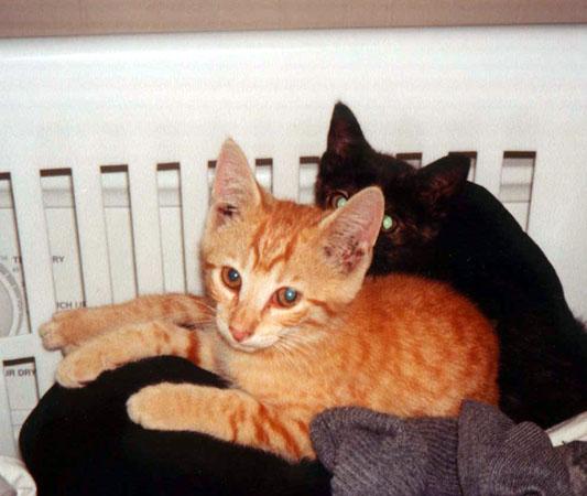 Kittens In Laundry